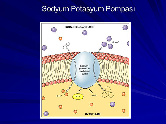 Sodyum Potasyum Pompası
